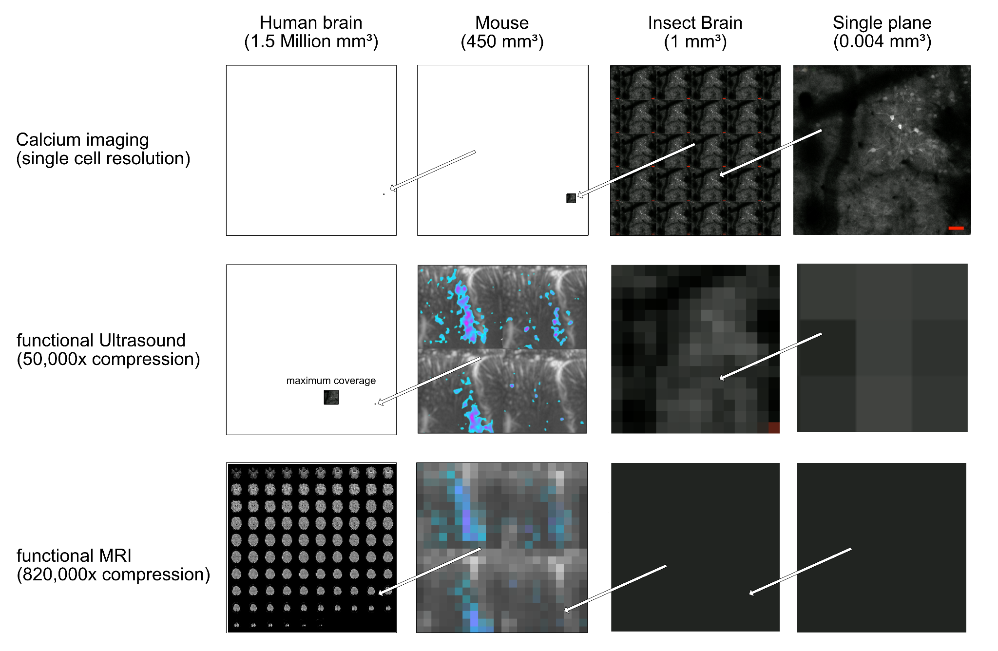 Example of neural recording data showing calcium imaging traces from multiple neurons over time