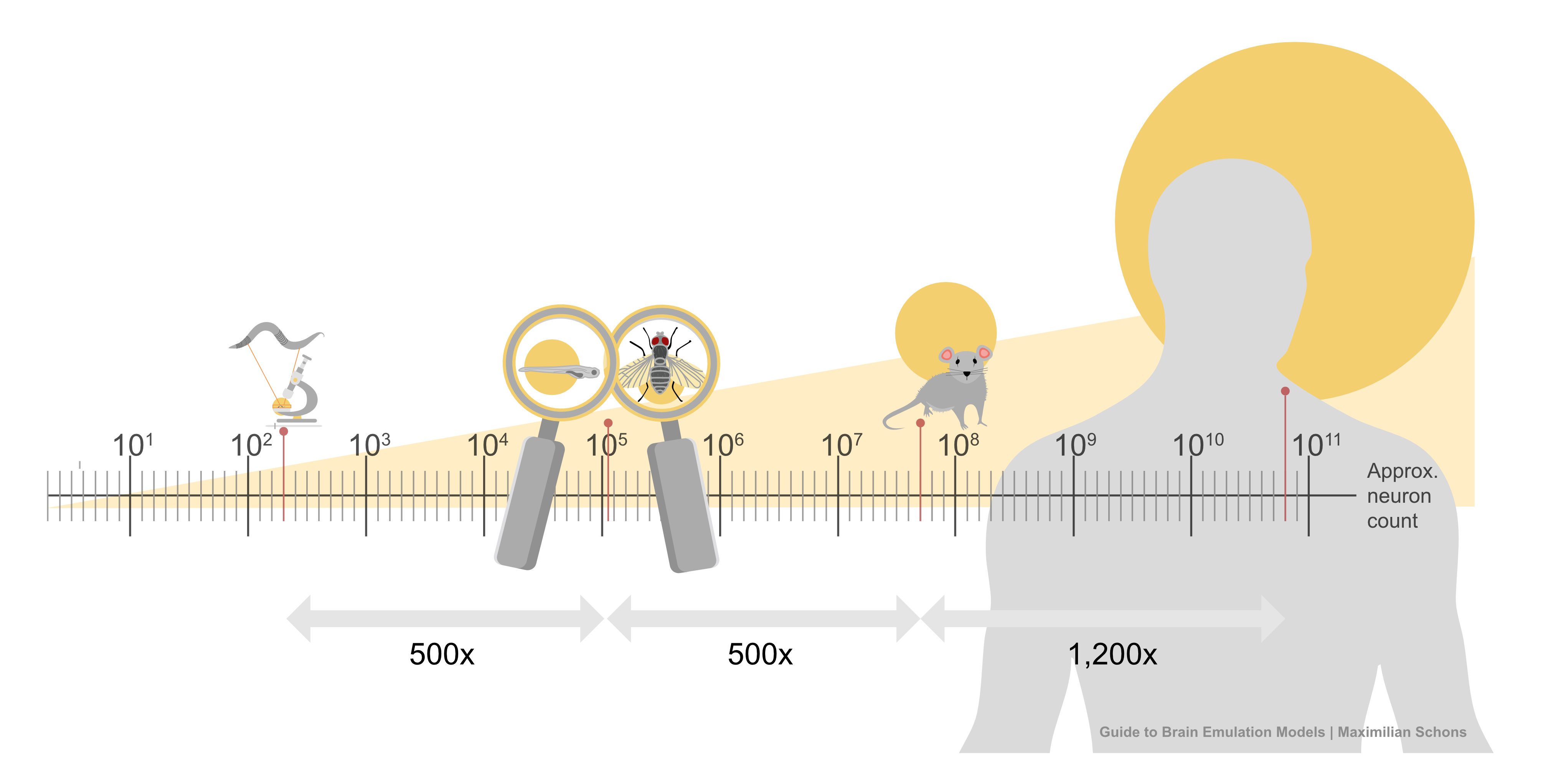 Bar chart comparing neuron counts: C. elegans (302), fruit fly (100K), zebrafish larva (100K), mouse (70M)