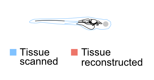 Larval zebrafish spine connectome reconstruction showing neural structure at approximately 5 days post-fertilization