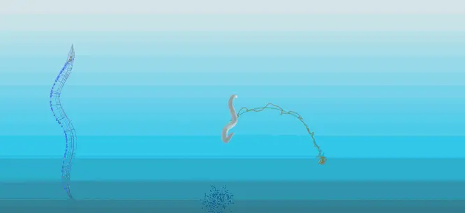 Animation: BAAIWorm simulation demonstrating chemotaxis behavior as the digital worm navigates toward chemical gradients