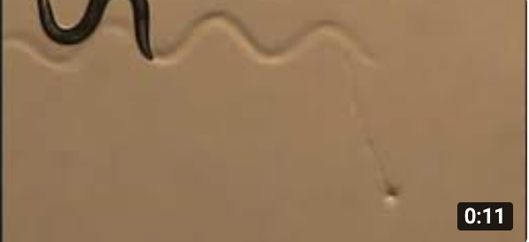 Video thumbnail: C. elegans worm responding to touch stimulus under microscope