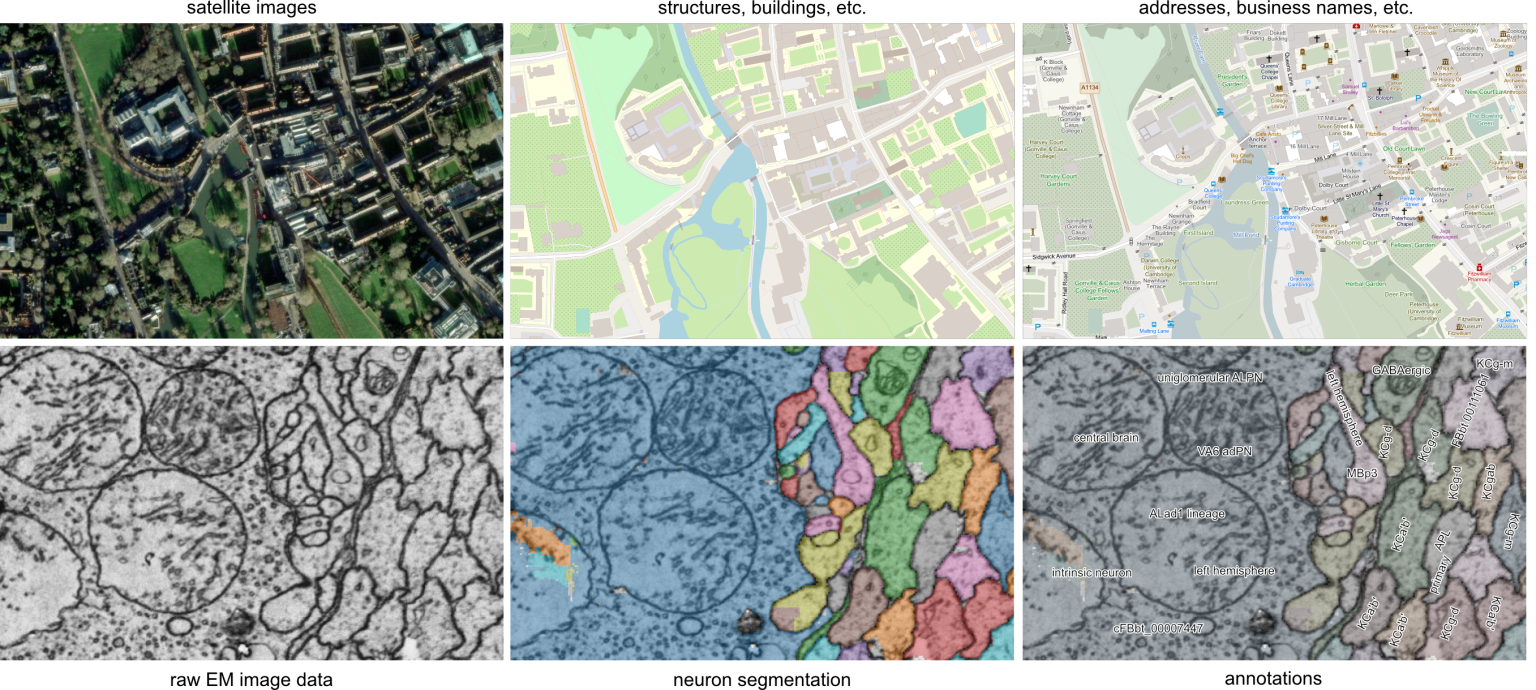 Connectomics image processing stages: registration, segmentation and tracing, annotation and analysis