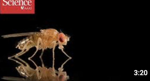 Video thumbnail: Fruit flies exhibiting social mating behavior patterns