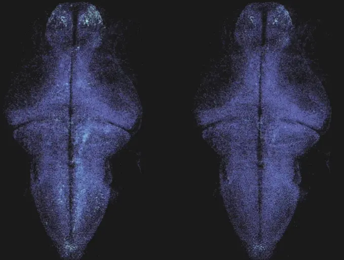 Animation: Zebrafish brain activity maps comparing ground truth versus model prediction (Lueckmann et al. 2025)