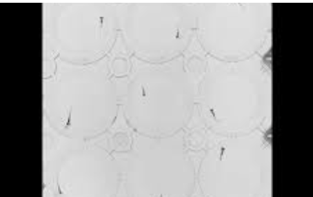 Video thumbnail: Larval zebrafish displaying spontaneous swimming movements